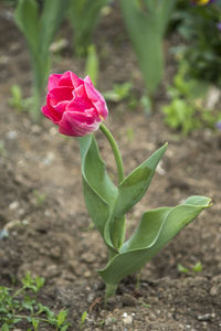 Close-up of pink flower blooming outdoors