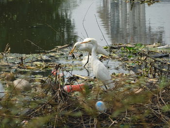 Swan in a lake