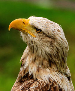 Close-up of eagle