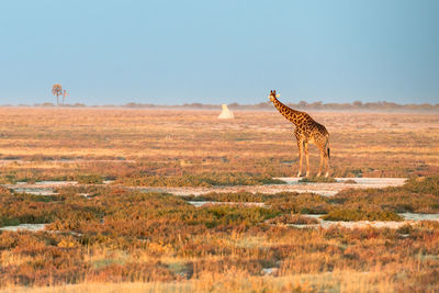 Giraffe in a field