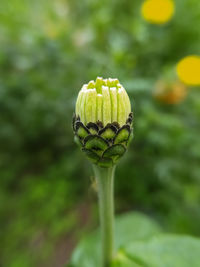 Close-up of poppy flower bud