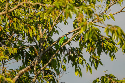 Low angle view of bird perching on tree