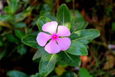 Close-up of purple flowers blooming outdoors