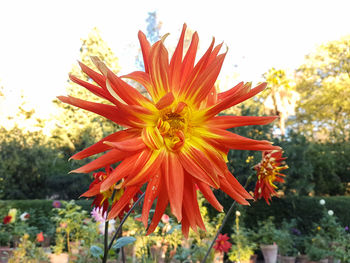 Close-up of orange flower