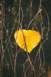 Close-up of leaves on twig