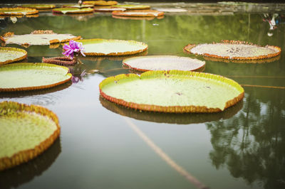 Lotus water lily floating on pond