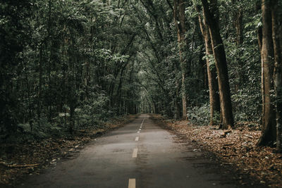 Road amidst trees in forest