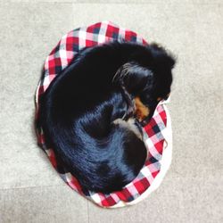 Dog looking away