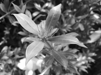 Close-up of plant