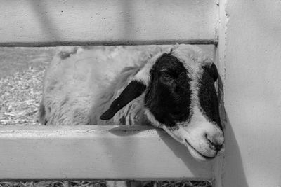 Close-up of a dog looking away