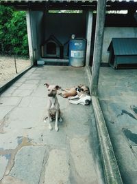 High angle view of a dog