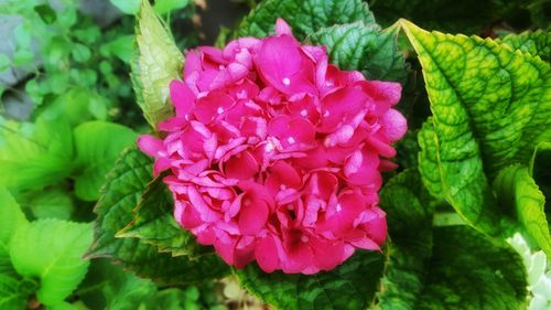 Close-up of pink flowers