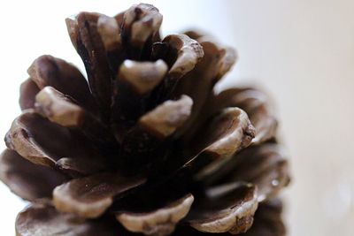 Close-up of chocolate cake
