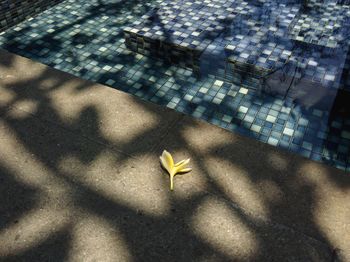 High angle view of yellow flower on plant