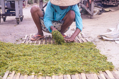 Low section of person working the tobacco on field 