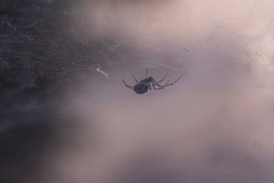 Close-up of spider on web