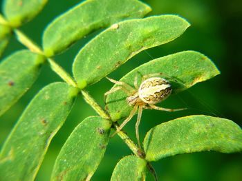 Close-up of insect on leaf