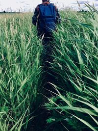 Scenic view of agricultural field