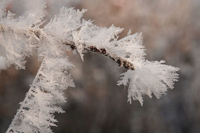 Close-up of frozen plant