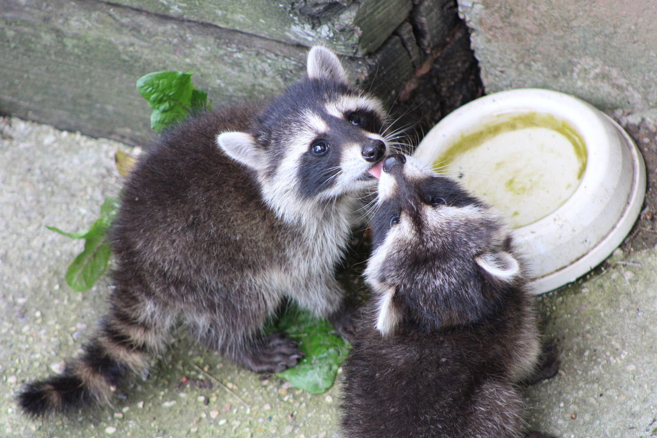 animal, animal themes, mammal, raccoon, procyonidae, young animal, carnivore, no people, animal wildlife, group of animals, procyon, two animals, nature, cute, wildlife, outdoors, day, food