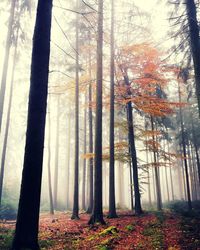 Trees in forest during autumn