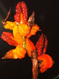 Close-up of water drops on orange flower