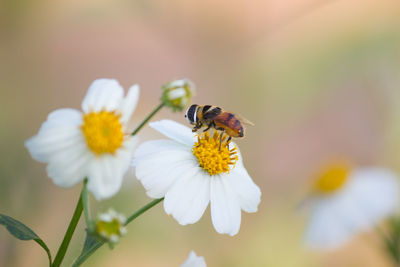 Close-up of bee on flower