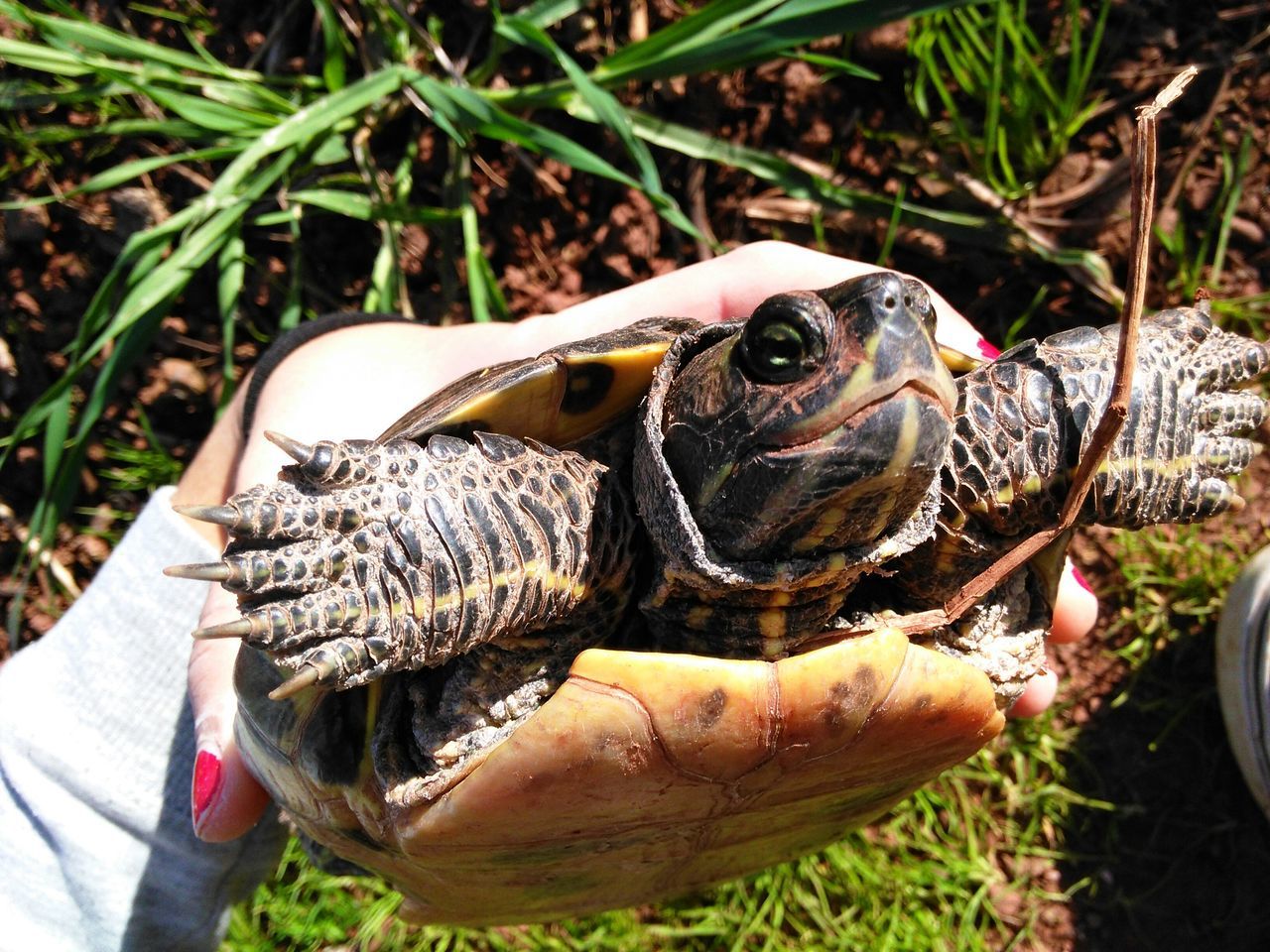 animal themes, animals in the wild, wildlife, one animal, grass, fish, close-up, high angle view, turtle, field, dead animal, day, nature, outdoors, frog, reptile, no people, tortoise, two animals, amphibian