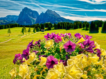 Purple flowering plants on field against mountains