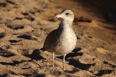 Close-up of seagull perching on land