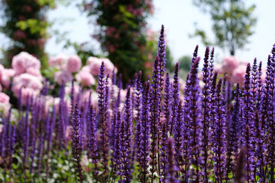 Close-up of lavender flowers