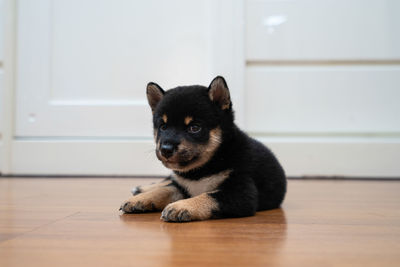 Black and tan shiba inu puppies sitting on the wooden floor