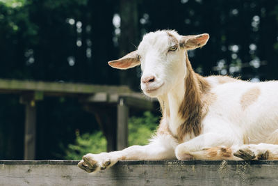 Goat sitting in ranch