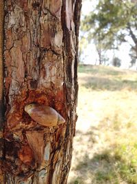 Close-up of tree trunk