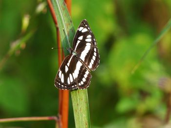 Butterfly on leaf
