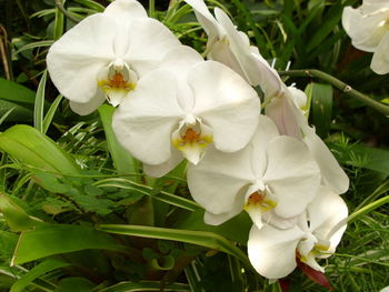 Close-up of white flowers blooming outdoors