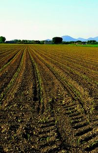 Scenic view of agricultural field against clear sky