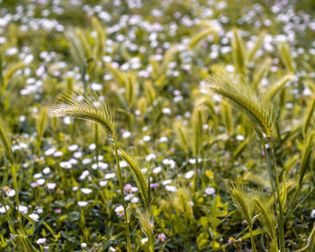 Close-up of flowering plants on land