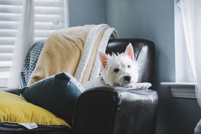 Close-up of dog sitting on sofa at home