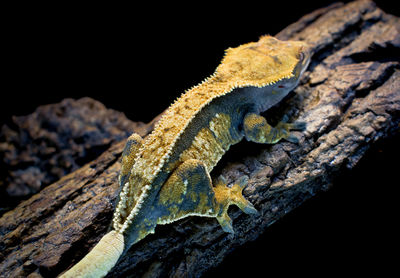 Close-up of lizard on rock