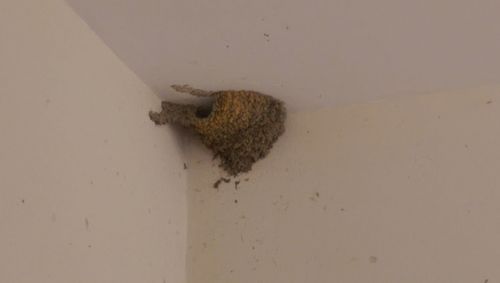 High angle view of insect on wall