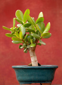 Close-up of small plant in pot