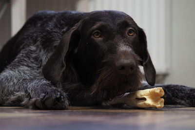 Close-up portrait of a dog