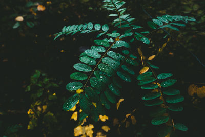 Close-up of wet plant