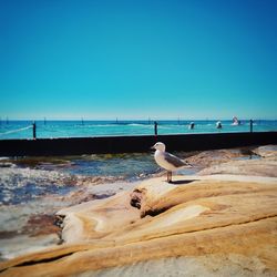 Seagull perching on beach against clear blue sky