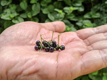 Close-up of insect on plant