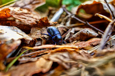 Close-up of beetle on dry leaves