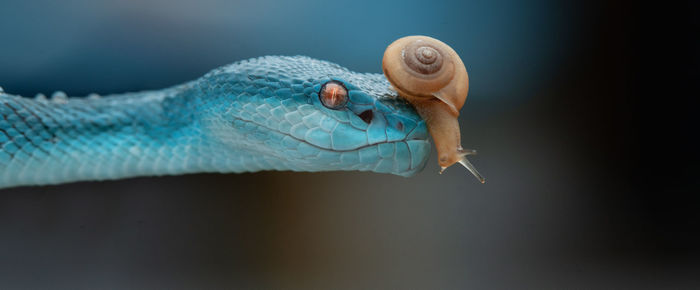 Close-up of snake and snail