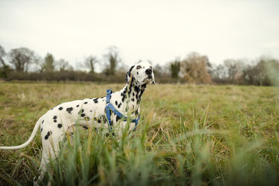 Dog in a field