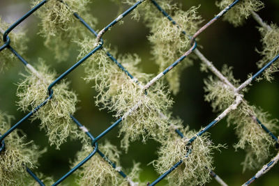 Close-up of chainlink fence